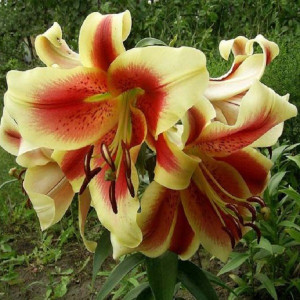 Лилия Холланд Бьюти 